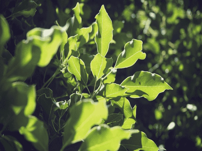 <strong>深圳手机扫描试管条码（石斛试管苗种植）</strong>