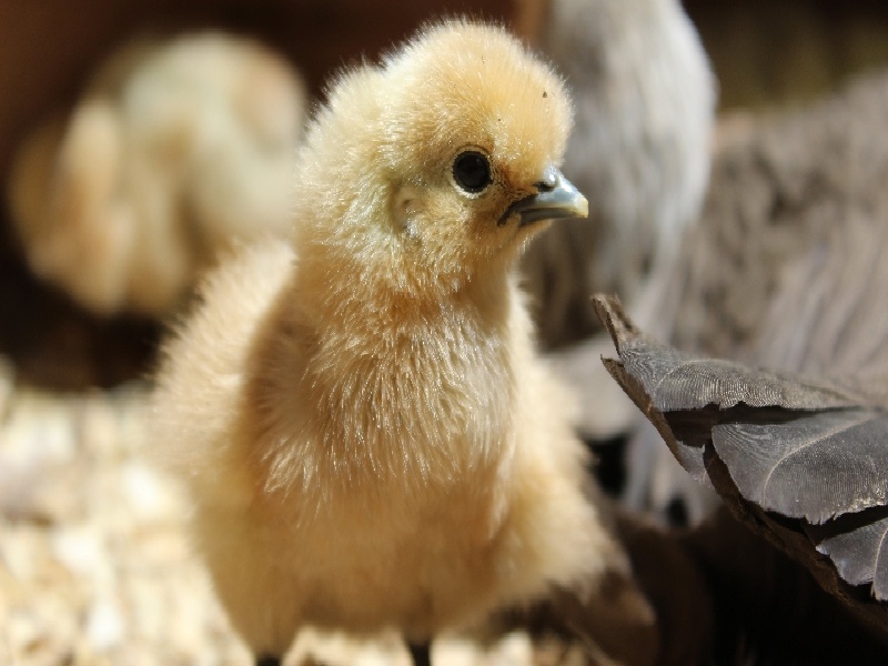 实验器材之试管（por试管婴儿）